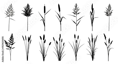 Set of 14 Black Silhouette Reeds and Grasses Vector