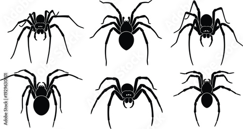 Spider silhouette set, black widow and tarantula insect collection, creepy Halloween arachnid vector illustration isolated