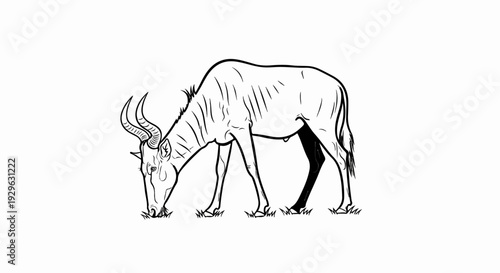 Black and white line drawing of a wildebeest grazing on short grass