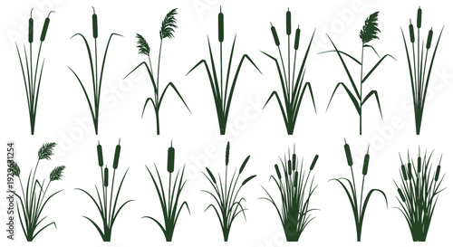 Set of 12 Green Cattail and Reed Plant Silhouettes Vector