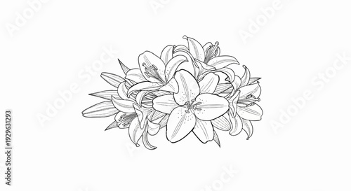 A black and white sketch depicts a cluster of elegant lilies with detailed petals and stamens