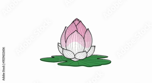 Delicate pink lotus bud with green leaves on white background