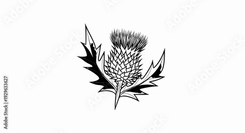 A detailed black and white line art illustration of a thistle with spiky leaves