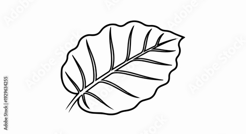Single line drawing of a broad leaf with visible veins and a serrated edge