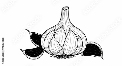 Detailed black and white illustration of a whole garlic bulb with three peeled cloves