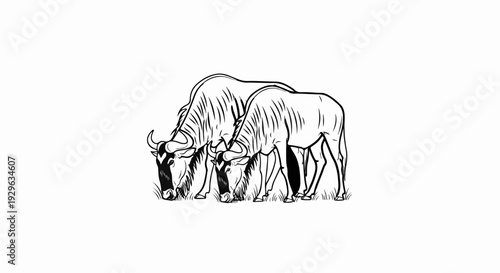 Two wildebeests grazing on grass