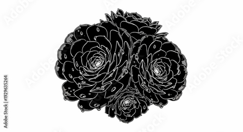 Black and white illustration of a cluster of succulent plants with water droplets