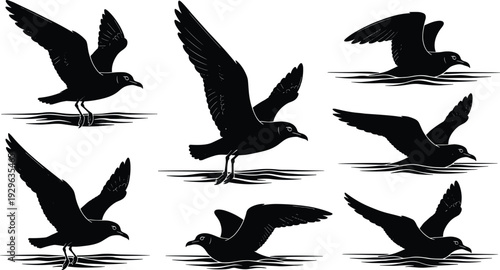 Black silhouette seagulls in various flying and landing positions black silhouettes