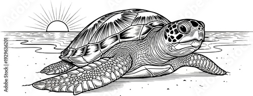 A detailed ink illustration of a sea turtle basking on a sandy shore at sunrise