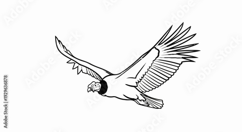 A black and white sketch of a large bird of prey in flight