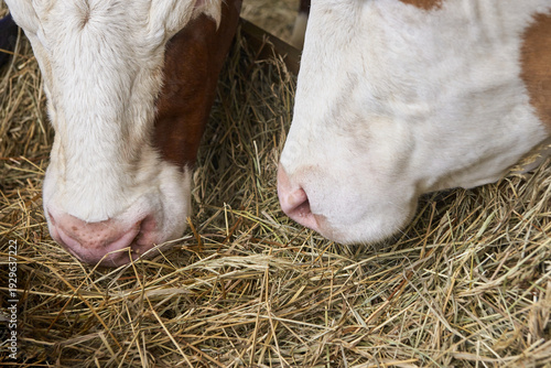 Two cows eating hay inside barn with close up view of livestock feeding in rural farm setting.