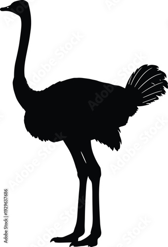 Ostrich silhouette isolated on white background featuring large flightless African bird standing profile wildlife animal illustration for design projects