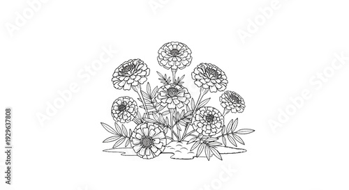 A detailed black and white line drawing of a cluster of marigold flowers with leaves on a white background