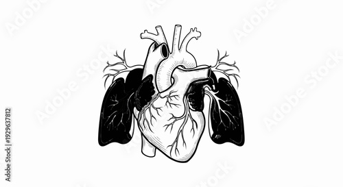Anatomical illustration of heart and lungs, rendered in a sketch style