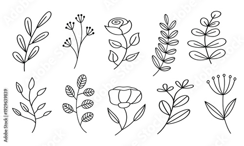 Set of minimalist line drawings of various plants and flowers with leaves and stems in a simple elegant style for decorative use  botanical illustrations