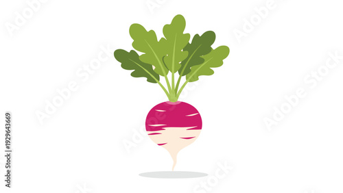 Fresh red and white radish with green leafy tops is centered on a clean white background in a simple and bright vegetable illustration.