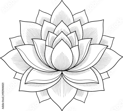Elegant lotus flower in black and white line art style