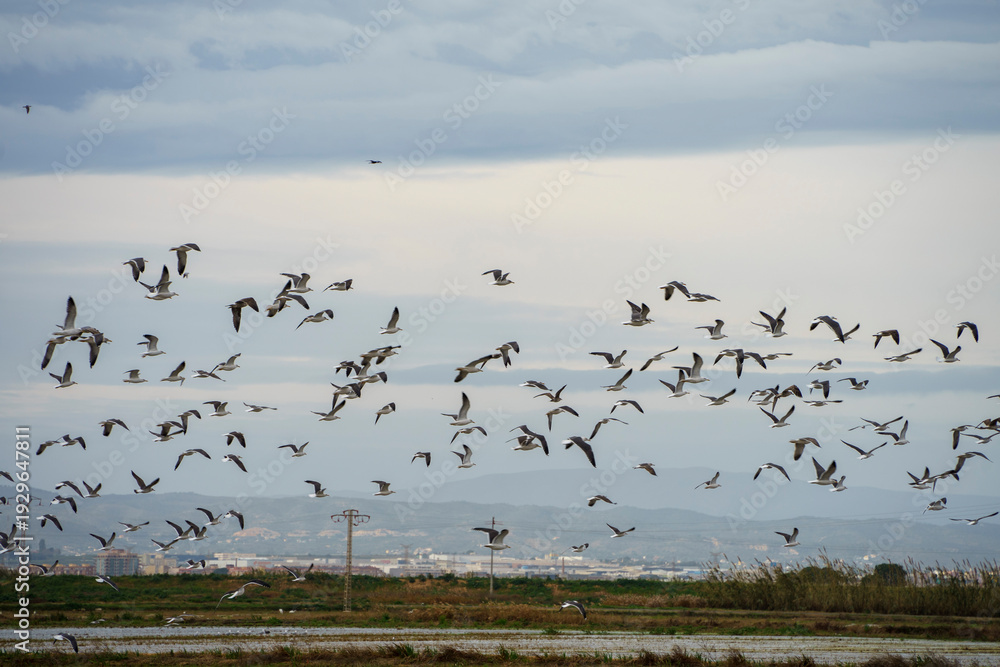 Fototapeta premium gaviotas