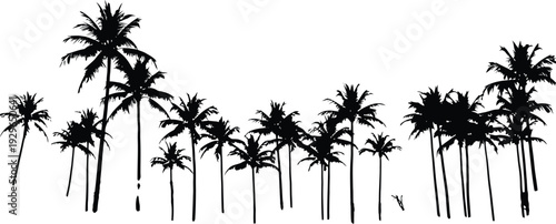 Silhouette of a tropical palm tree forest against a white background