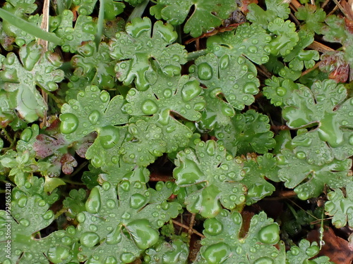 Leaves of Shining Crane's-Bill (Geranium lucidum) after rain