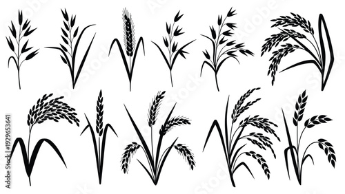 Black silhouettes of various cereal grain stalks including wheat barley and rice for agricultural and food design.