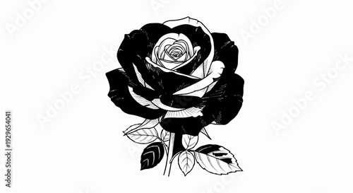 Striking black and white drawing of a fully bloomed rose with detailed petals and leaves