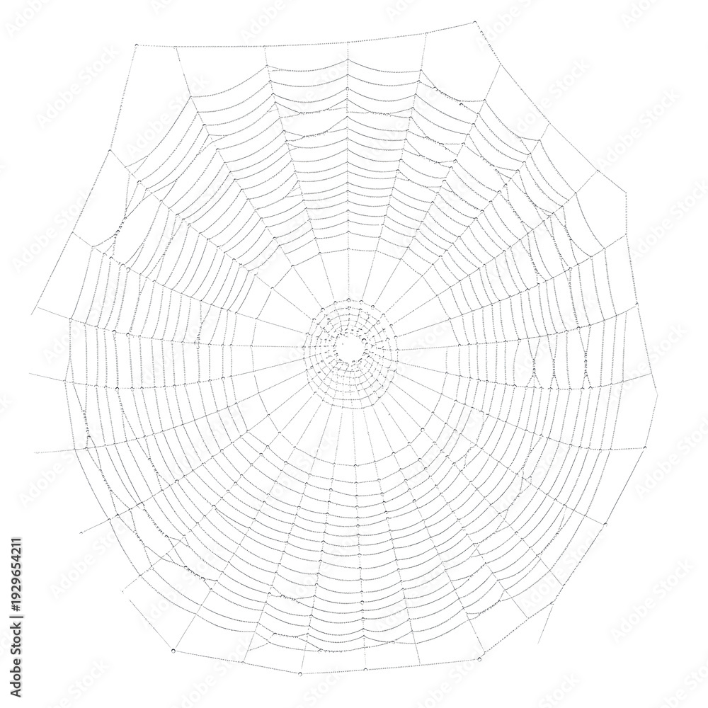 Obraz premium Spider web isolated on black background