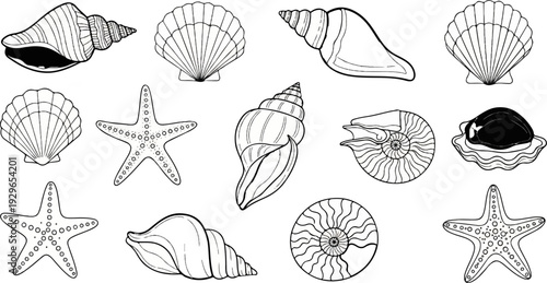 A collection of detailed line drawings of various seashells and starfishes