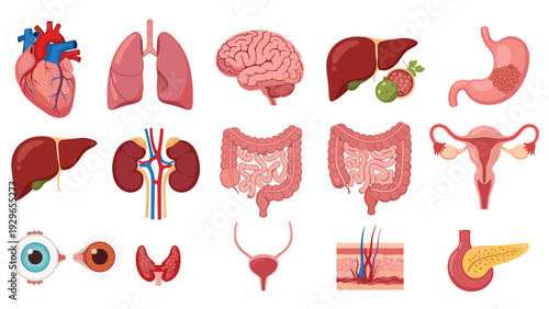 Anatomical illustration set of human internal organs including the heart, lungs, brain, liver, stomach, and kidneys.