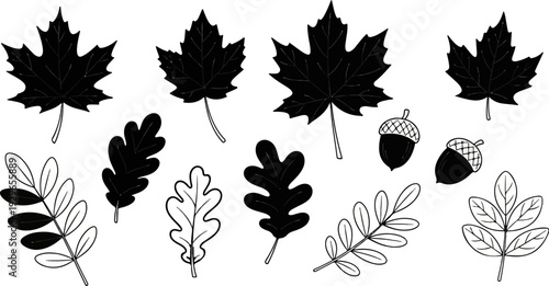 Collection of hand-drawn autumnal elements maple leaves, oak leaves, and acorns