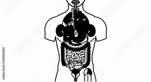Diagram of human internal organs including respiratory, digestive, and urinary systems
