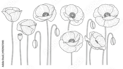 Elegant black and white line art drawing of several poppy flowers in different stages of bloom from buds to full flowers on long stems.