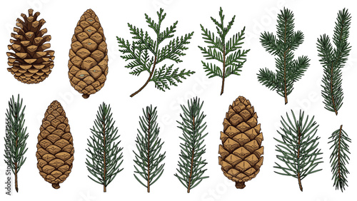 Botanical collection of various coniferous pine and fir branches and cones in a detailed hand drawn illustration style.