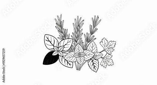 A black and white illustration of fresh herbs, including basil, rosemary, and parsley