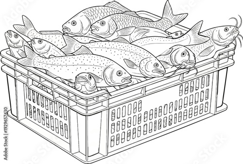 A full crate of various fish, meticulously drawn in a line art style