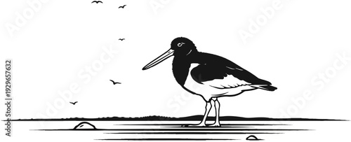 Black and white illustration of a large shorebird with a long beak on a sandy shore
