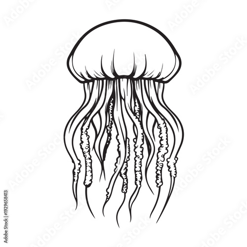 Elegant jellyfish silhouette