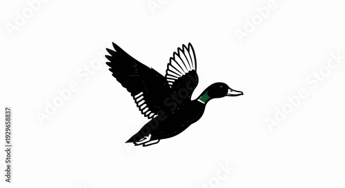 A black duck with a green neckband flies with its wings spread open