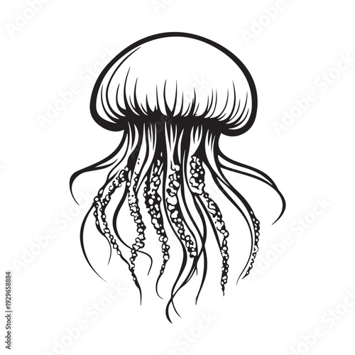 Elegant jellyfish silhouette