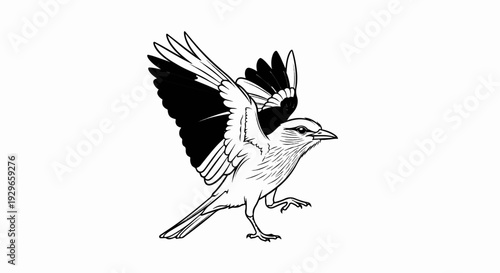 Black and white ink sketch of a bird with wings spread, landing