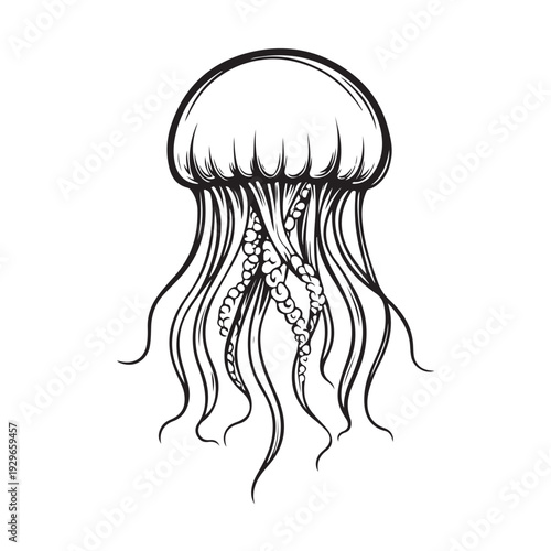 Elegant jellyfish silhouette