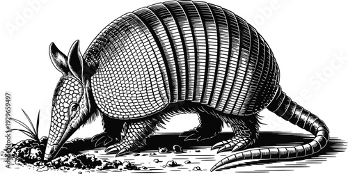 Hand drawn simple sketch vector illustration of an armadillo in minimalist line art style