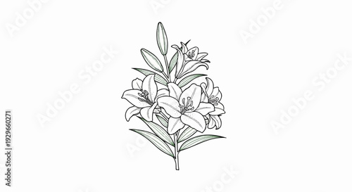 A detailed line drawing of a bouquet of elegant lilies with unopened buds