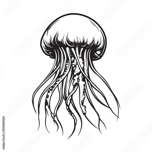 Elegant jellyfish silhouette