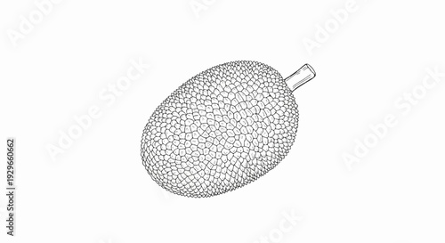 An illustrated black and white depiction of a spiky, oval-shaped fruit