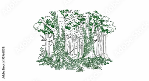 Dense forest scene with lush green ivy entwining tree trunks and branches