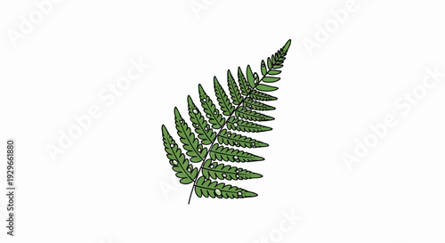 Isolated illustration of a green fern frond with small water droplets
