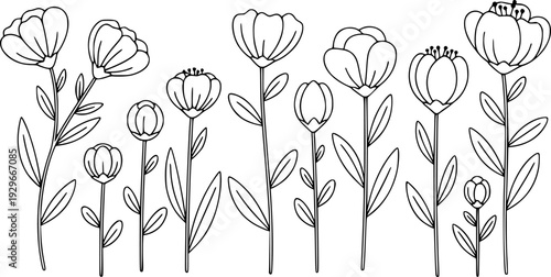 Simple Outline Botanical of Various Flowers and Stems White Background