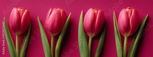 Four red tulips with green leaves are arranged in a row on a red background