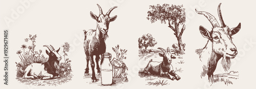 Goat farm animals dairy milk countryside illustration collection for organic food branding and packaging. Detailed pencil hand drawn sketch style with rural livestock scenes.
